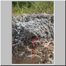 Megachile willughbiella 01 Nest im oberen erdigen Teil - Sandgrube Niedringhaussee.jpg